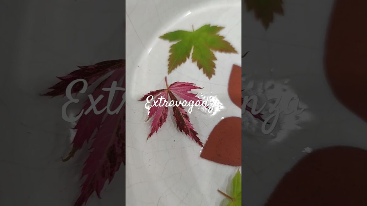 Japanese Maples nice colour beatiful leaves#plants #nature#backyard#bonsai#garden#gardening