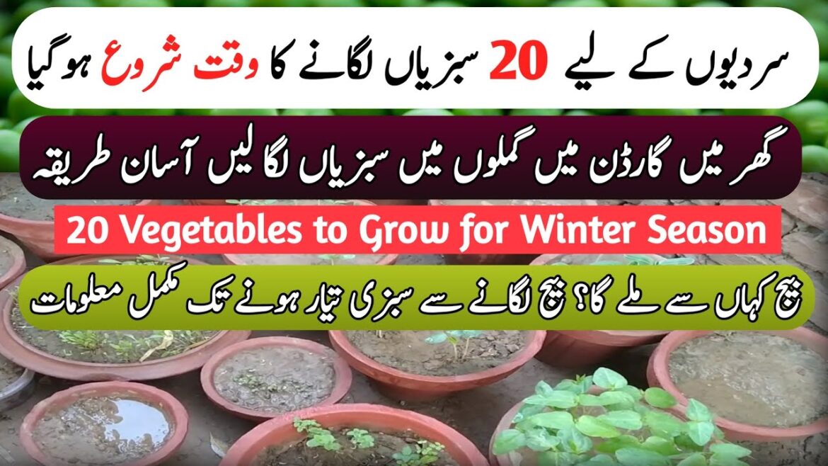 Start Time Of WINTER Season Vegetables Growing At Home | Home Vegetables Garden | Kitchen Gardening Start Time Of WINTER Season Vegetables Growing At Home | Home Vegetables Garden | Kitchen Gardening