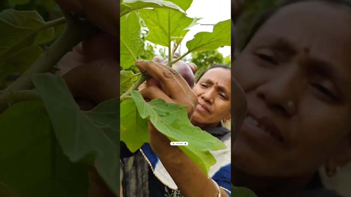 Is Organic Gardening Expensive🔥 Container Gardening🌿जैविक बागवानी महंगी है#ashasgardenstory#shorts