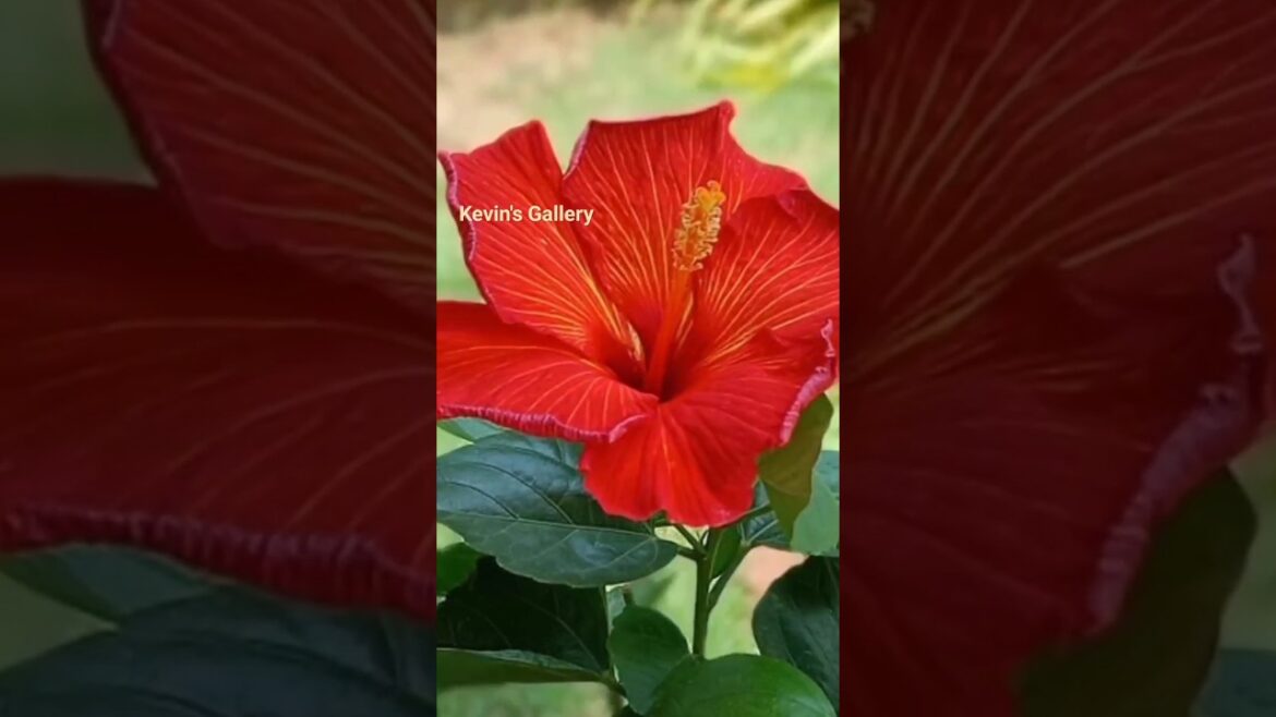 Natural flowers in homegarden #nature  #youtubeshorts