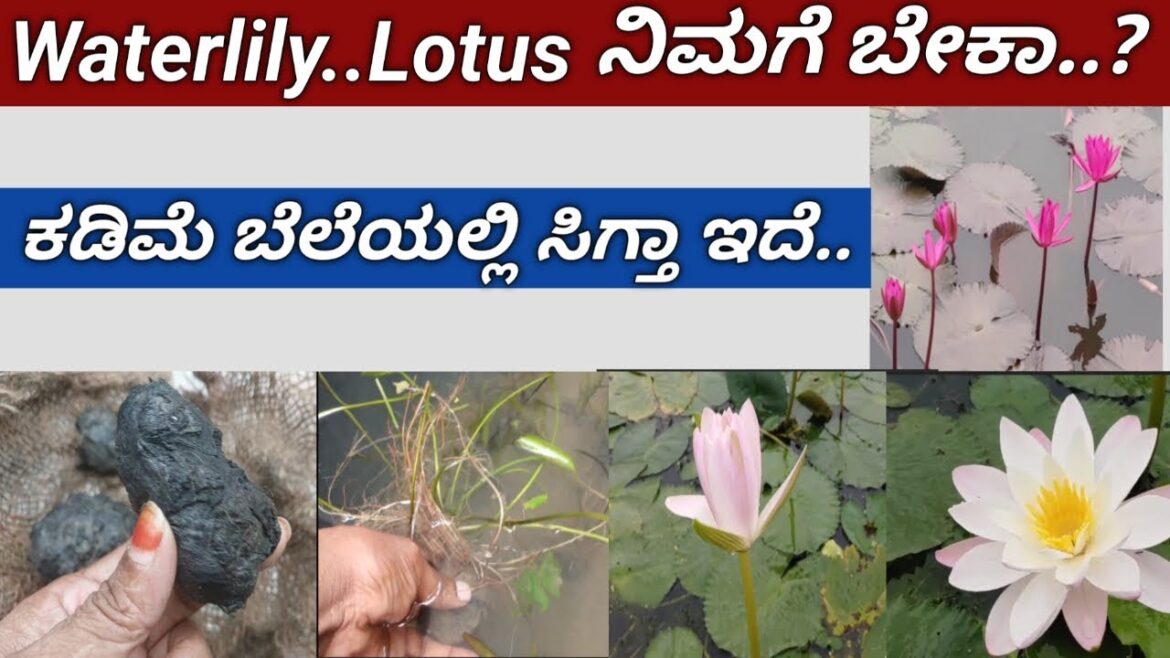 how to grow water lilly/ನಾನು ತರಿಸಿಕೊಂಡ ವಾಟರ್ ಲಿಲ್ಲಿ/aquatic plants/gardentips