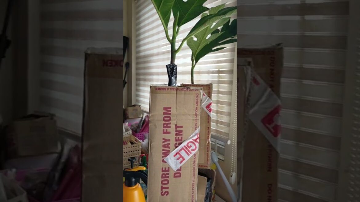 Sold! Bread Fruit or Rimas Or Kolo Delivery to Customer Homeplus Gardening Packaging Sample Sold! Bread Fruit or Rimas Or Kolo Delivery to Customer Homeplus Gardening Packaging Sample