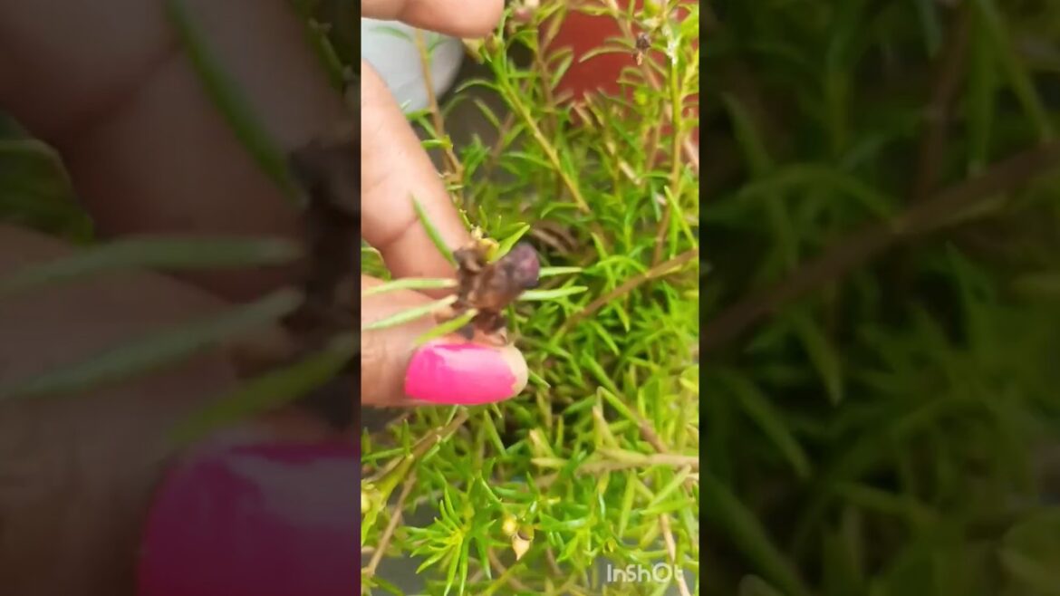 How to care portulaca flowers plants!! Portulaca plants growing #garden #plants How to care portulaca flowers plants!! Portulaca plants growing #garden #plants