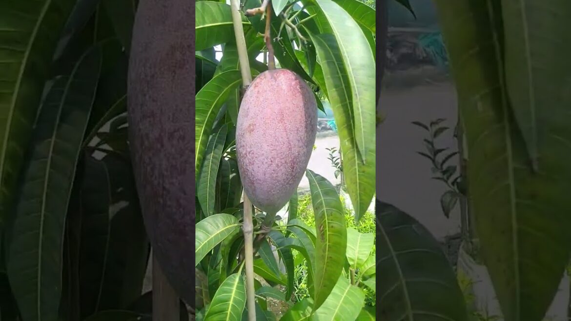 MIYAZAKI MANGO PLANT.CALL-8436202011 #gardening #garden  #nature #fruit #vlog #shorts  #viralvideo