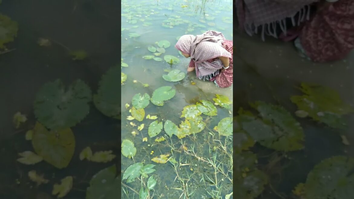 Collecting plants #plants #lotus #waterplants #garden #planting #gardening #trending #shorts #nature