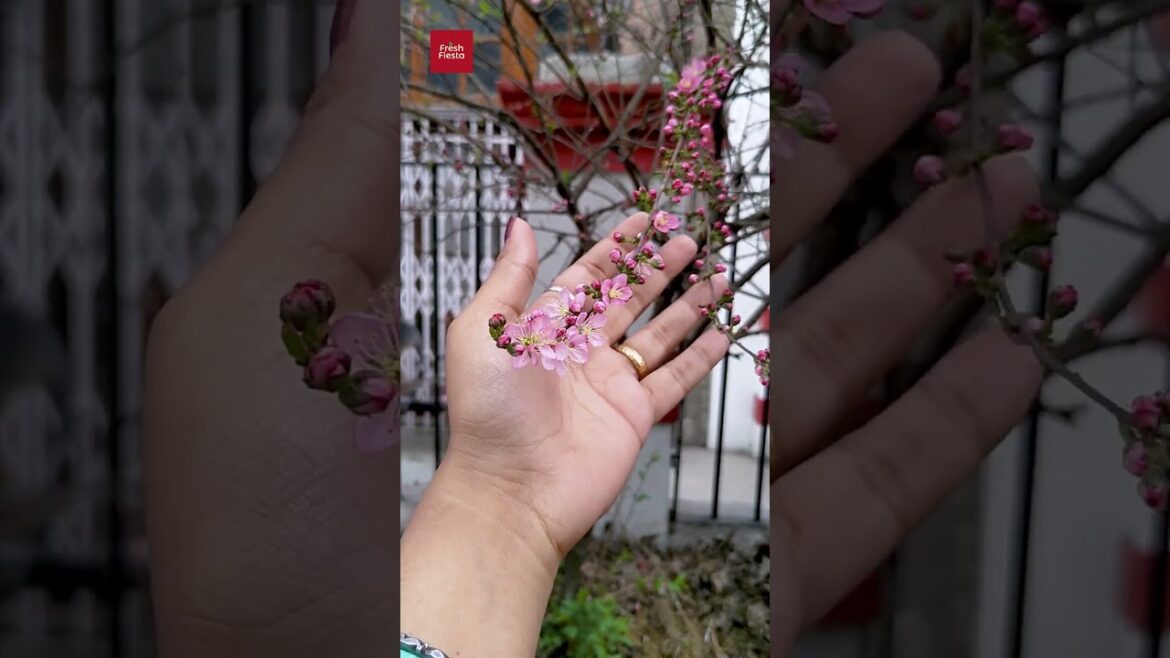 Plum Blossom / Prunus Mume #shorts #gardening #flowers #plants #plumblossom #nature #2024 Plum Blossom / Prunus Mume #shorts #gardening #flowers #plants #plumblossom #nature #2024