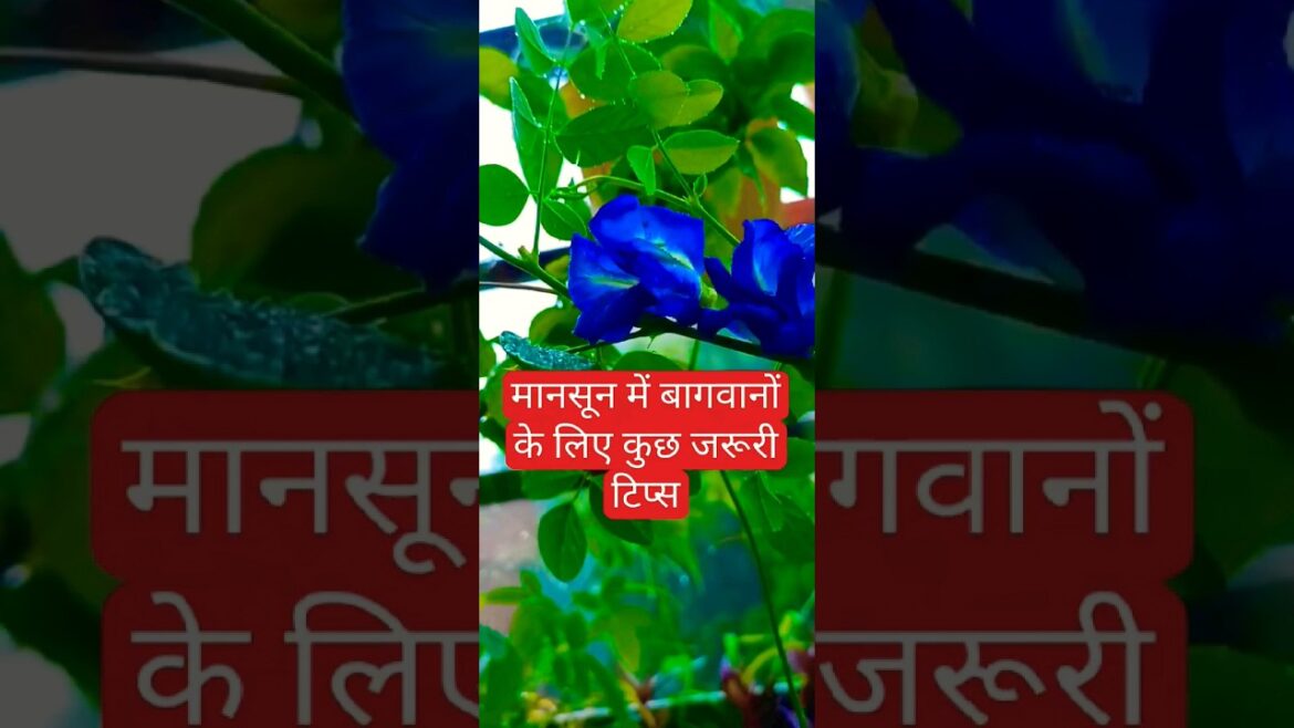 monsoon special tips for gardener🪴⛈️ #youtubeshorts #shorts #viral #viralvideo #monsoon #gardening