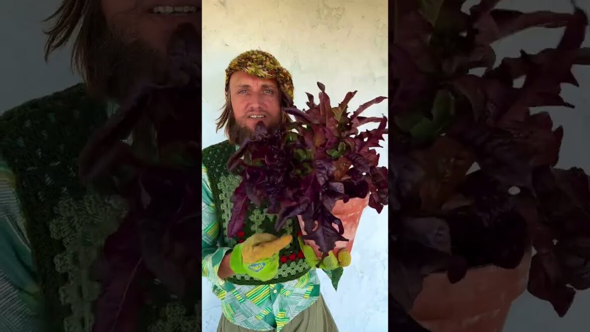 🥬 Lunix Lettuce - Container Gardening