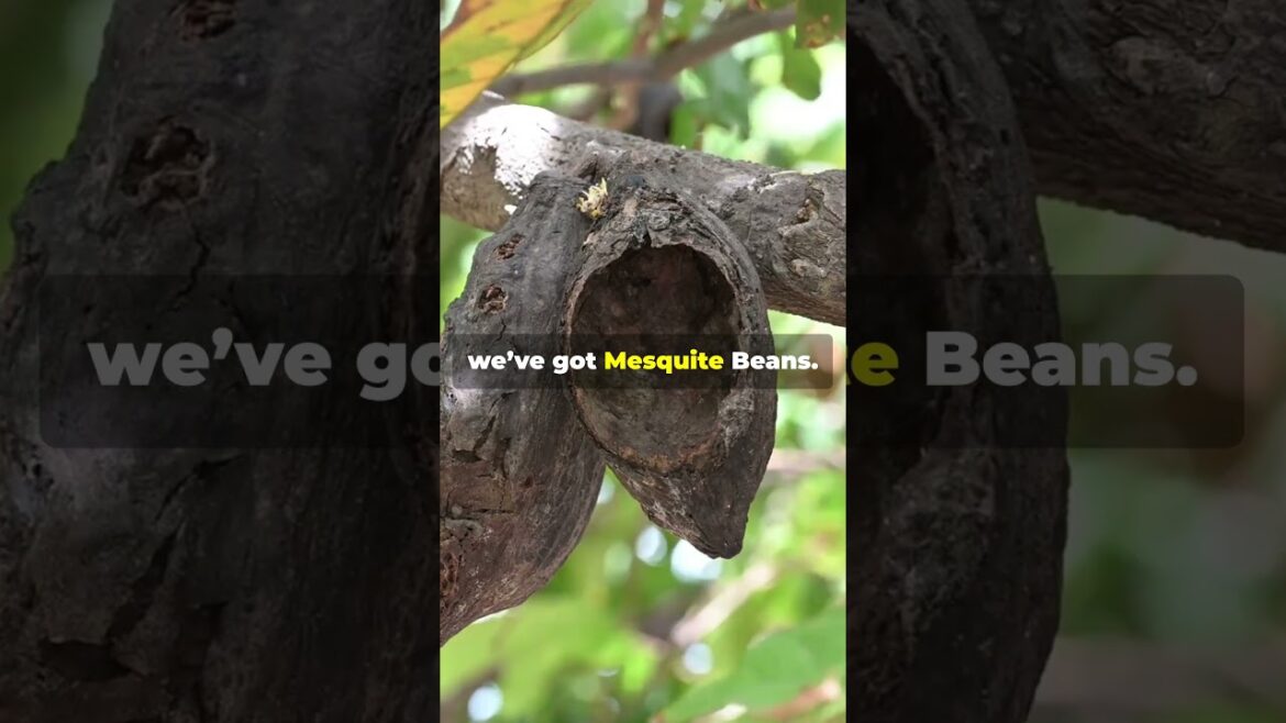 Survival Guide: Edible Plants in the Desert Southwest Survival Guide: Edible Plants in the Desert Southwest