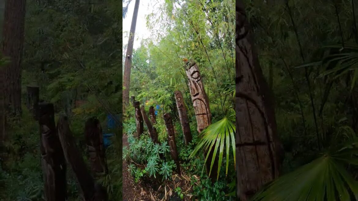 A Temperate Jungle garden on Canadian soil #palmtrees #palmtree