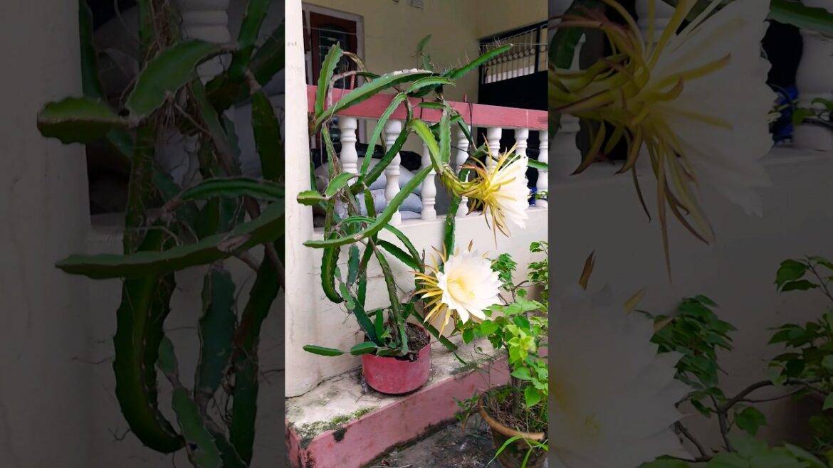 Dragon fruit Planting in Pot #gardening #farming #tropicalfruit #dragonfruitlover #nature #shorts