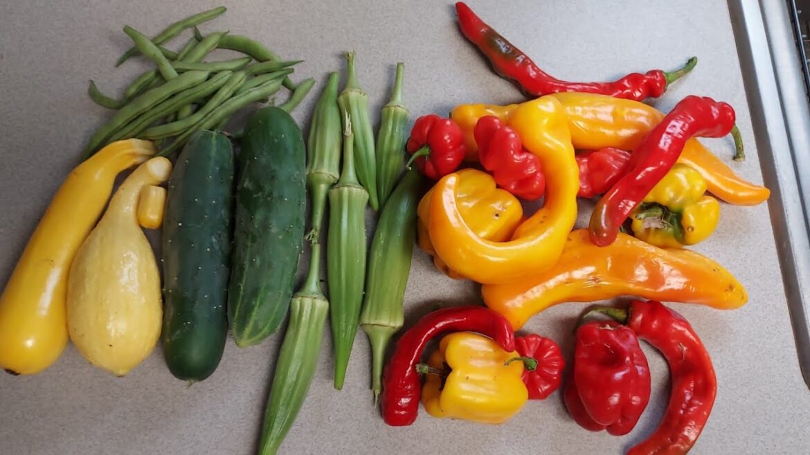 The state of the garden and future plans...