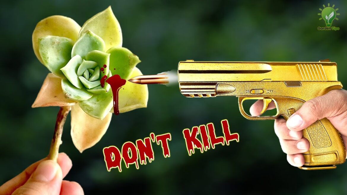 8 FATAL SUCCULENT GROWING MISTAKES TO AVOID ☠ | How To Grow Succulents and Cactii? 8 FATAL SUCCULENT GROWING MISTAKES TO AVOID ☠ | How To Grow Succulents and Cactii?