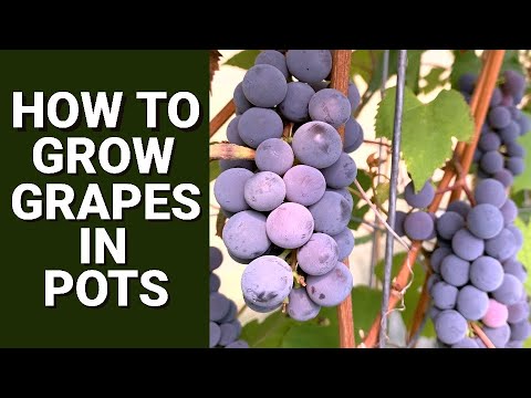 Mastering Container Gardening: Growing Grapes in Pots Mastering Container Gardening: Growing Grapes in Pots