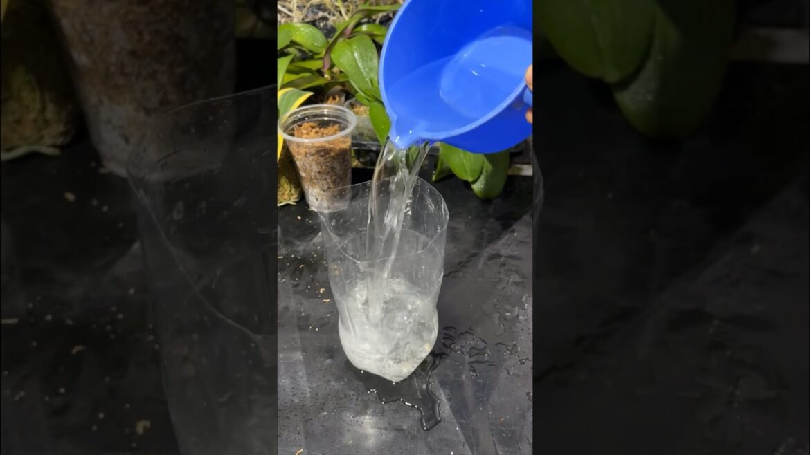 Growing orchids without watering #gardening #tips #shorts