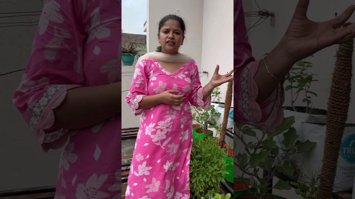 Peanuts 🥜 का update #budget #gardening #garden #urbangarden #urbanagriculture #gardeningtips Peanuts 🥜 का update #budget #gardening #garden #urbangarden #urbanagriculture #gardeningtips