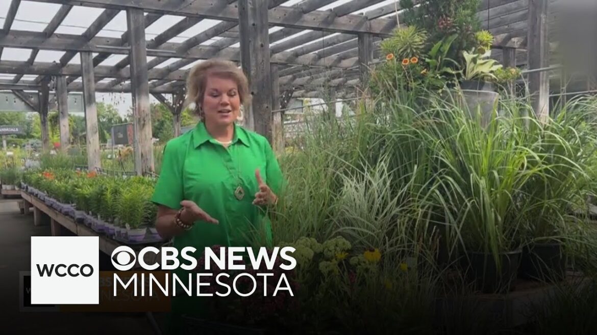 Getting the garden ready for fall? Now's the time for perennials