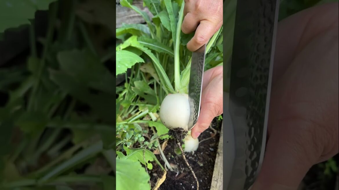 Snowball Radish #shorts #shortvideo #gardening #enjoy Snowball Radish #shorts #shortvideo #gardening #enjoy