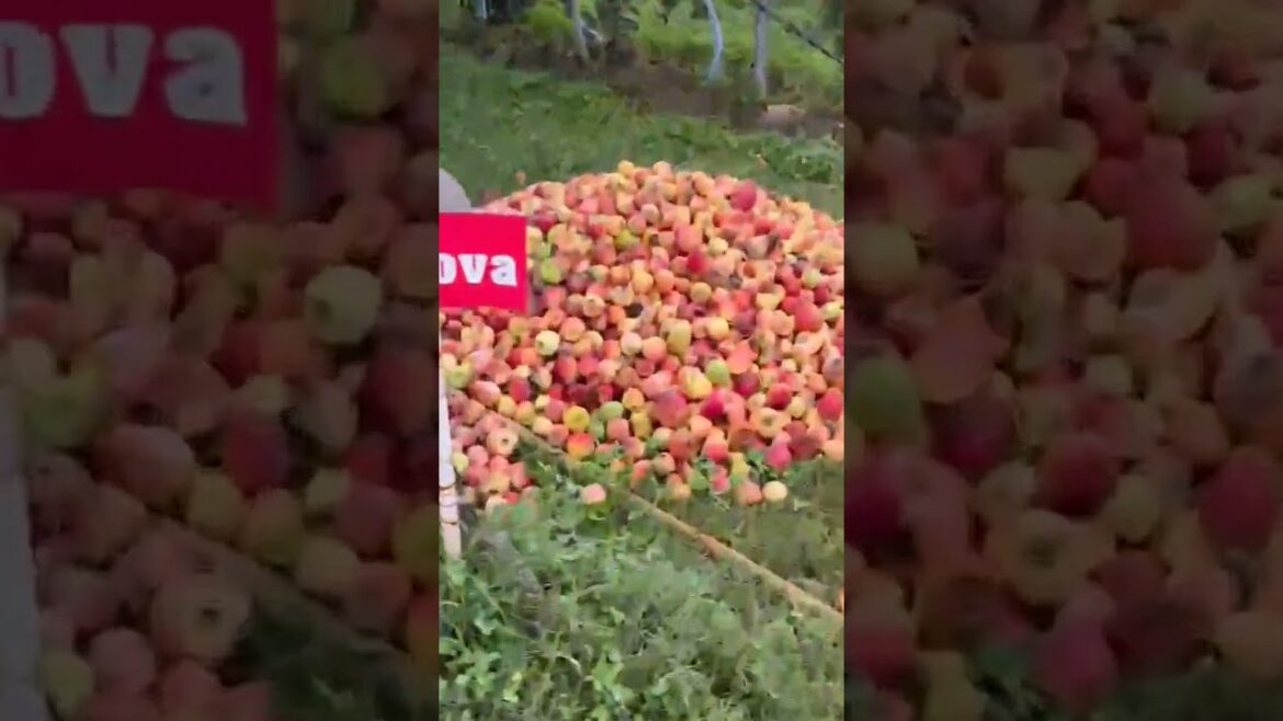 Amazing apple farming🍎🍎💞♥️🤩 #trendingshorts #youtubeshorts #feedshorts #ytshortsindia Amazing apple farming🍎🍎💞♥️🤩 #trendingshorts #youtubeshorts #feedshorts #ytshortsindia