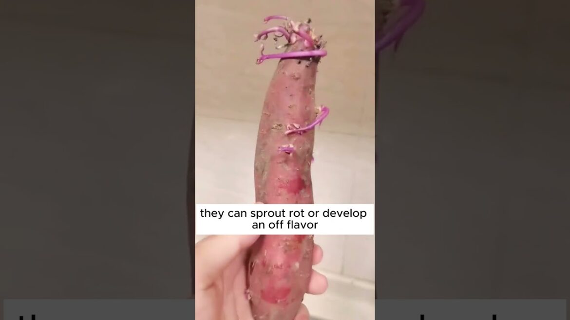 Tip to store sweet potatoes #shorts #plantingtips