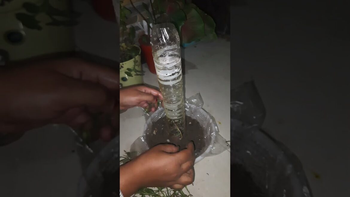 old oil bottle planter #garden #planting #planter #bottleplanter #plasticbottlecraft #reuse #shorts old oil bottle planter #garden #planting #planter #bottleplanter #plasticbottlecraft #reuse #shorts