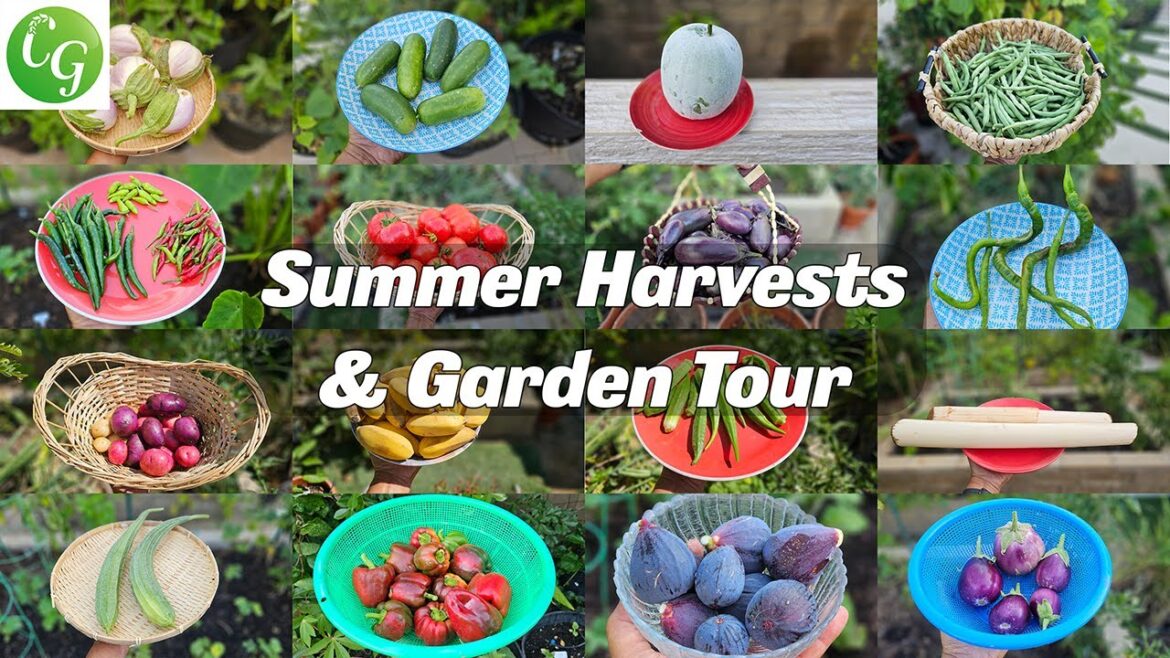 California Gardening: Summer Garden Harvests 🌿 | California Garden Tour, Tips & Gardening | Irvine, California – Zone 10 Summer Garden Harvests 🌿 | California Garden Tour, Tips & Gardening | Irvine, California - Zone 10