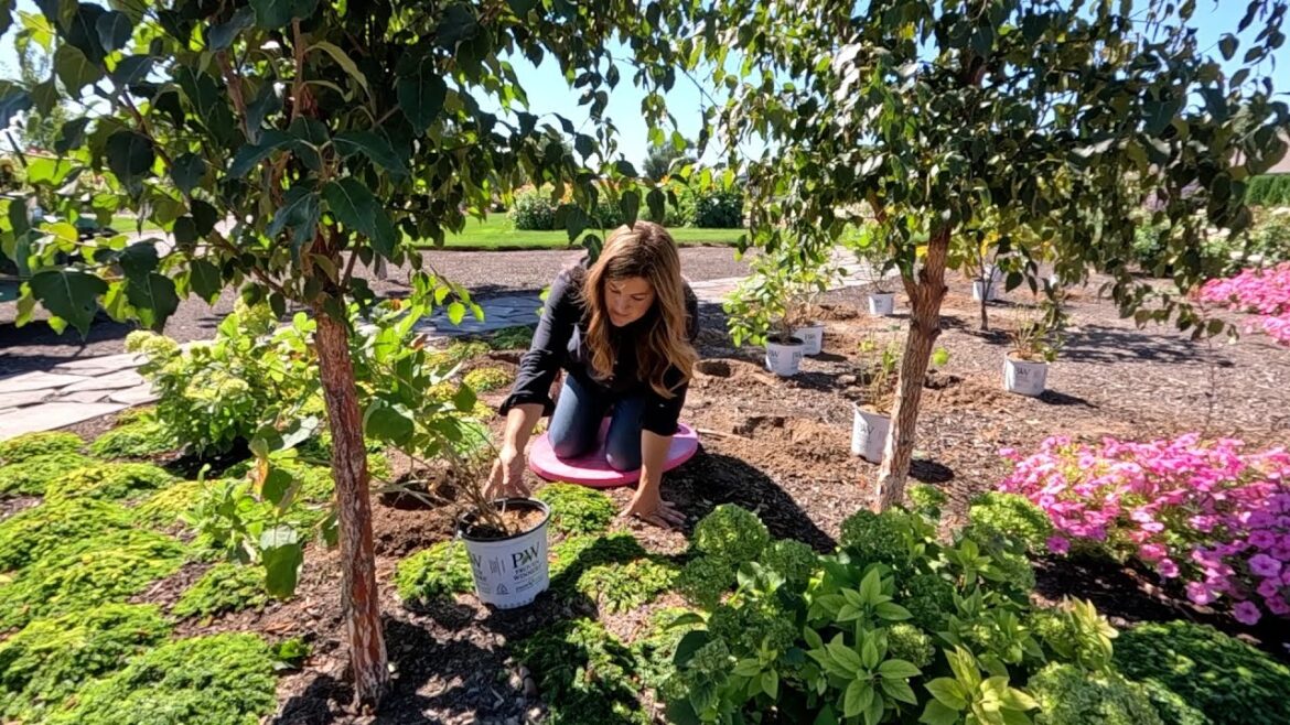Planting 12 Hydrangeas, Russian Sage & and Spice Baby Viburnum! 😍🌿🙌 (Long Version)