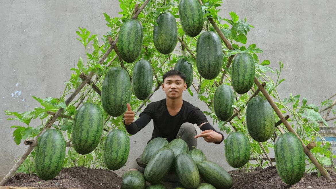 Big, sweet and juicy fruit: Here’s the secret to growing watermelons at home Big, sweet and juicy fruit: Here's the secret to growing watermelons at home