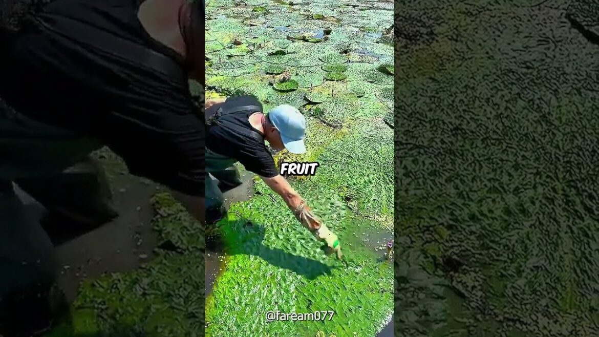 The Edible Fruit of Waterlilies! #shorts