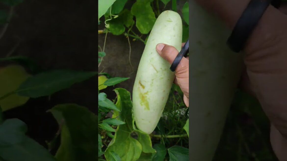 vegetable gardening #shorts #viral #gardening #vegetables #garden #plants #food #organicgardening