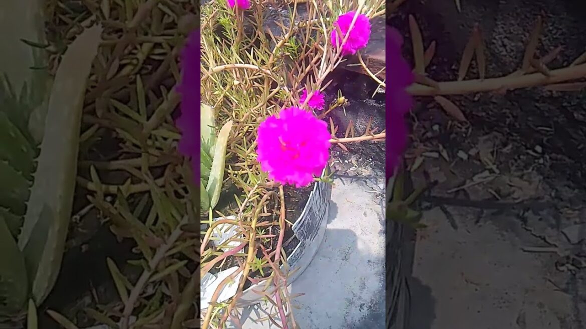wow.π± colourful flowers.Haw to make portulaca plants bonsai #gardening #portulacaflower #shorts#cute wow.π± colourful flowers.Haw to make portulaca plants bonsai #gardening #portulacaflower #shorts#cute
