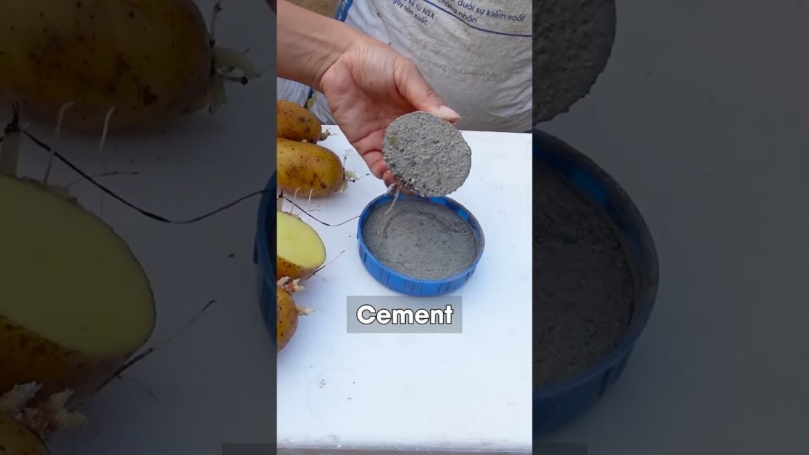 Special #Techniques For #Growing #Potatoes Without a #Garden