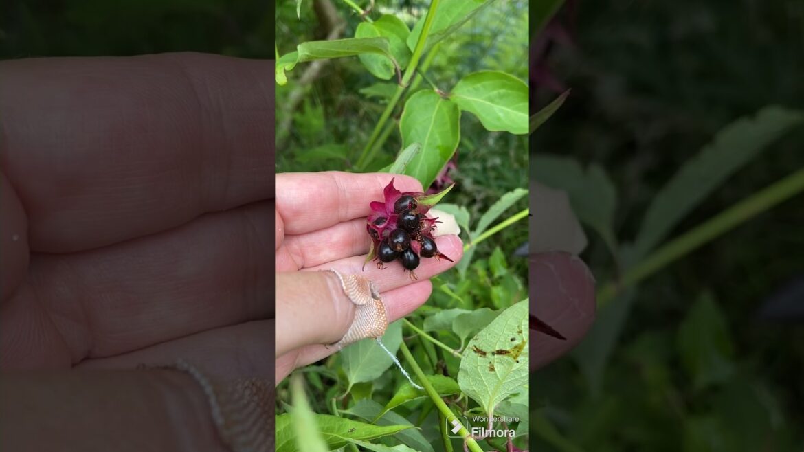 My secret garden quest 443 #harvesting #fruit #edible? My secret garden quest 443 #harvesting #fruit #edible?