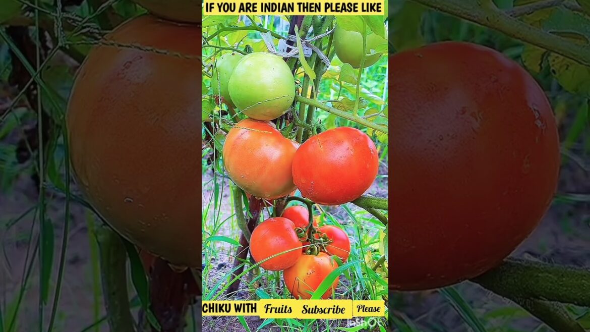 π Unbelievable Fruit Cutting Skills That Will WOW You! ππ”|#shorts #freshfruits #doremonfruits π Unbelievable Fruit Cutting Skills That Will WOW You! ππ"|#shorts #freshfruits #doremonfruits
