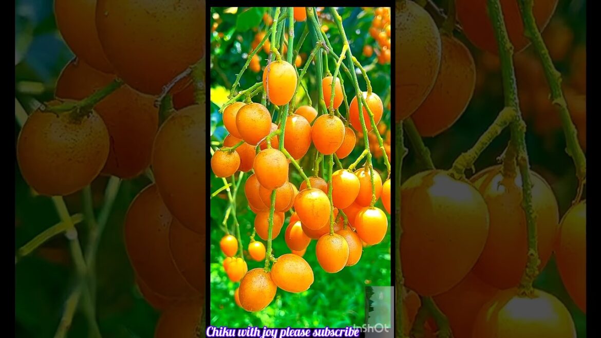 π Unbelievable Fruit Cutting Skills That Will WOW You! ππ”|#shorts #freshfruits #doremonfruits π Unbelievable Fruit Cutting Skills That Will WOW You! ππ"|#shorts #freshfruits #doremonfruits