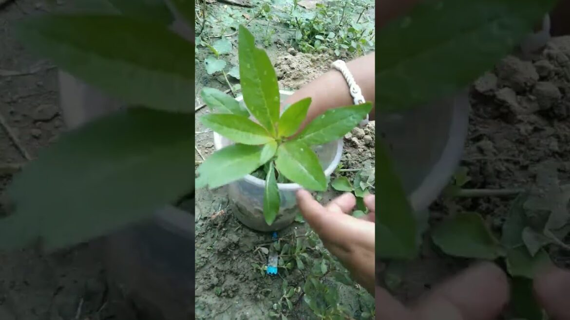 Phytolacca americana L#plantlove #plants #garden#planting#trending #viralvideo#trending#shorts#phyto Phytolacca americana L#plantlove #plants #garden#planting#trending #viralvideo#trending#shorts#phyto