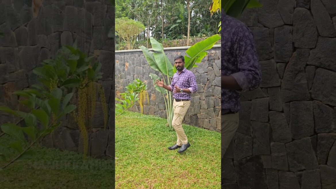 Garden work | വീടിൻ്റെ ജീവൻ #landscapedesign #shorts Garden work | വീടിൻ്റെ ജീവൻ #landscapedesign #shorts