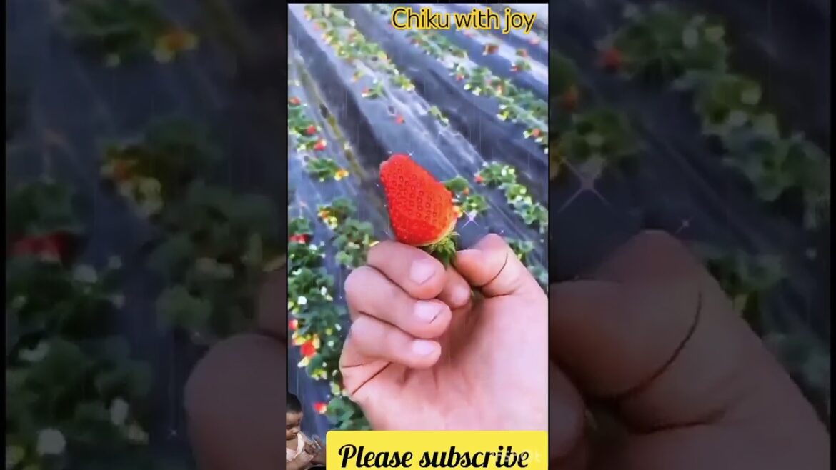 π Unbelievable Fruit Cutting Skills That Will WOW You! ππ”|#shorts #freshfruits #doremonfruits π Unbelievable Fruit Cutting Skills That Will WOW You! ππ"|#shorts #freshfruits #doremonfruits