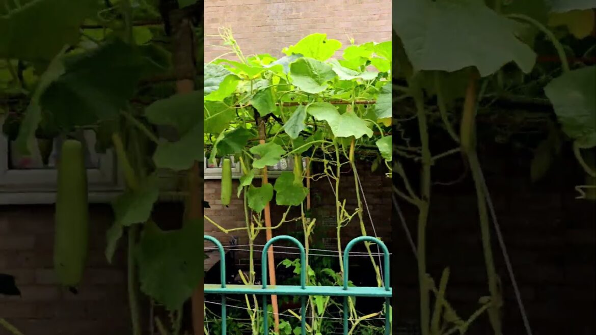 #vegetables garden #climbing plants #climbing vegetable #organic vegetable #home gardening