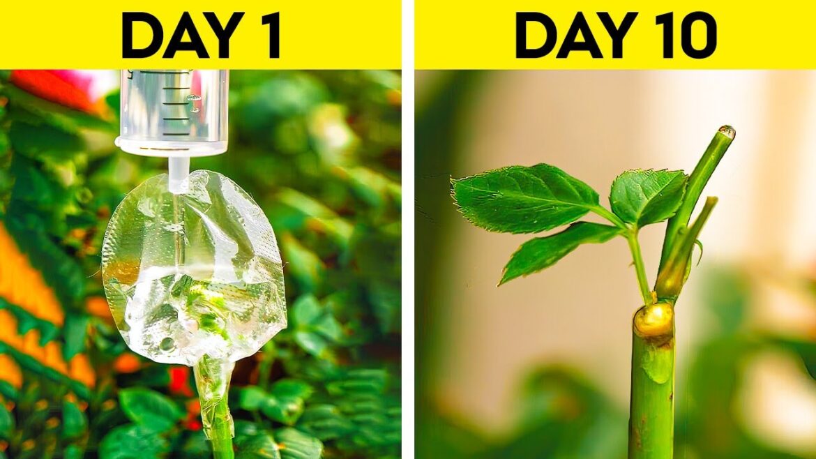 Simple Gardening Hacks to Revive Neglected Plants 🪴