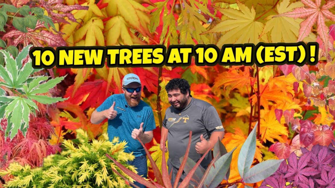 Indian Summer 10 New Trees at 10 AM (EST) | Japanese Maples For Your Home Garden | MrMaple