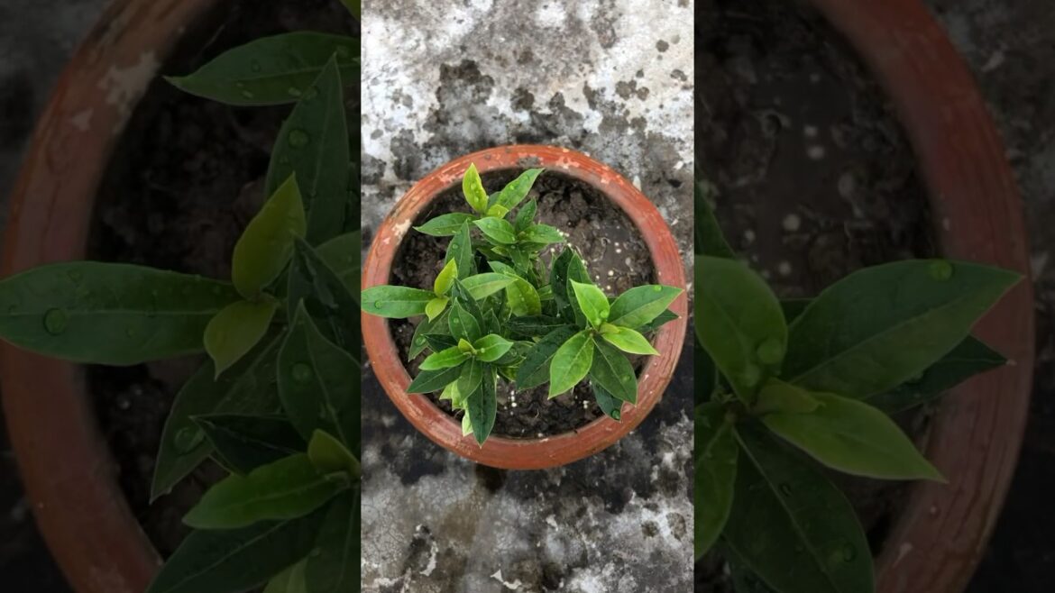 Indoorplants #youtubeshorts #indoorplants #trending #garden #houseplant #gardening #indoorgardening Indoorplants #youtubeshorts #indoorplants #trending #garden #houseplant #gardening #indoorgardening