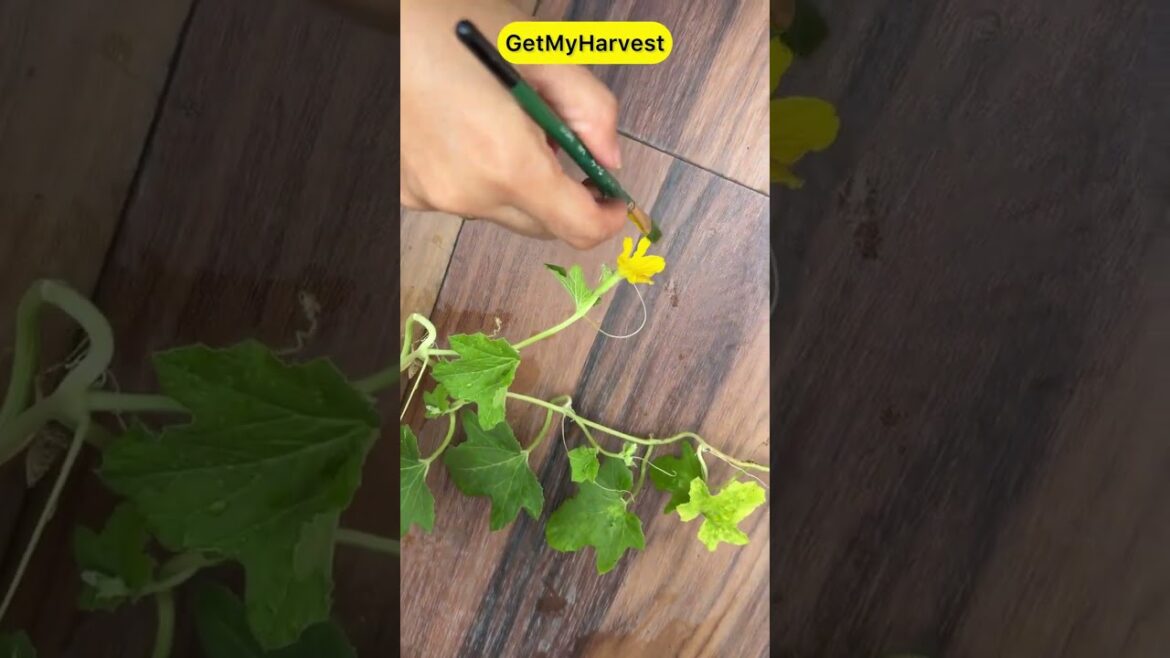 Hand Pollination kya hoti hai | Special Tip for Pumpkin Cucumber Bitter Gourd #shorts Hand Pollination kya hoti hai | Special Tip for Pumpkin Cucumber Bitter Gourd #shorts