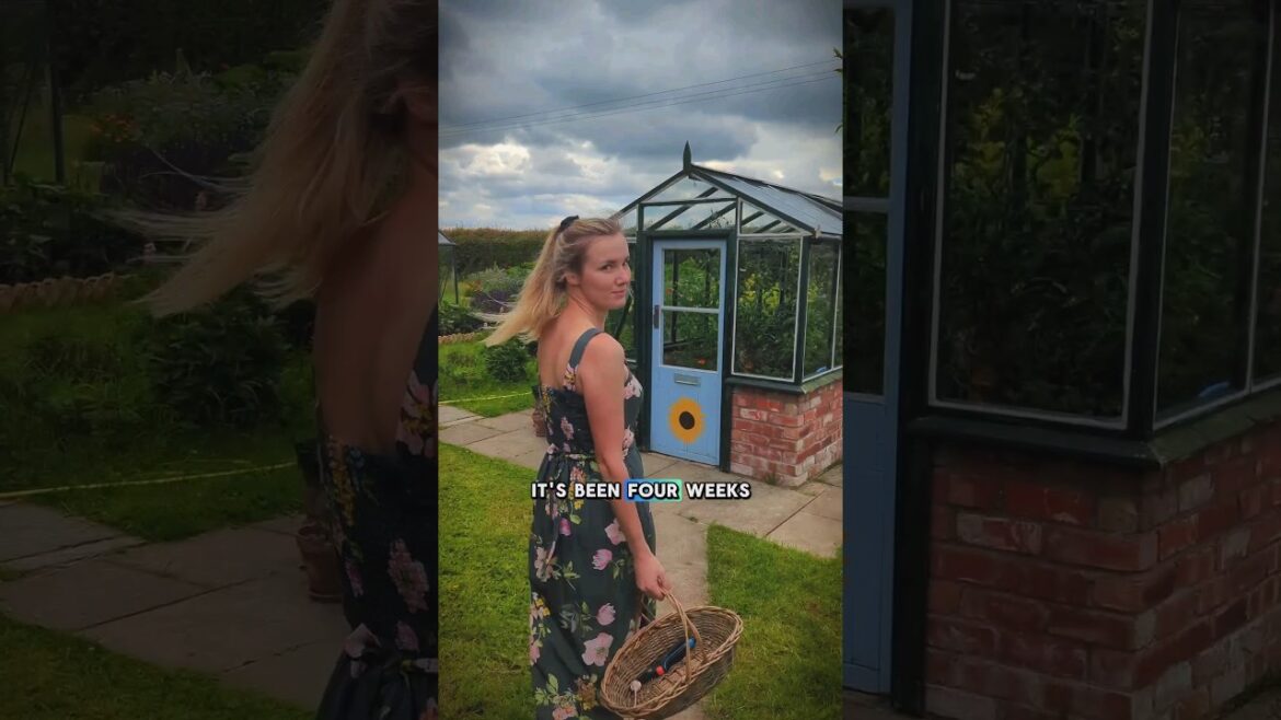 Beautify your garden and your beverages 🧊🌺🧡 #DIYtips #Howto #BandQ #Verve Beautify your garden and your beverages 🧊🌺🧡 #DIYtips #Howto #BandQ #Verve