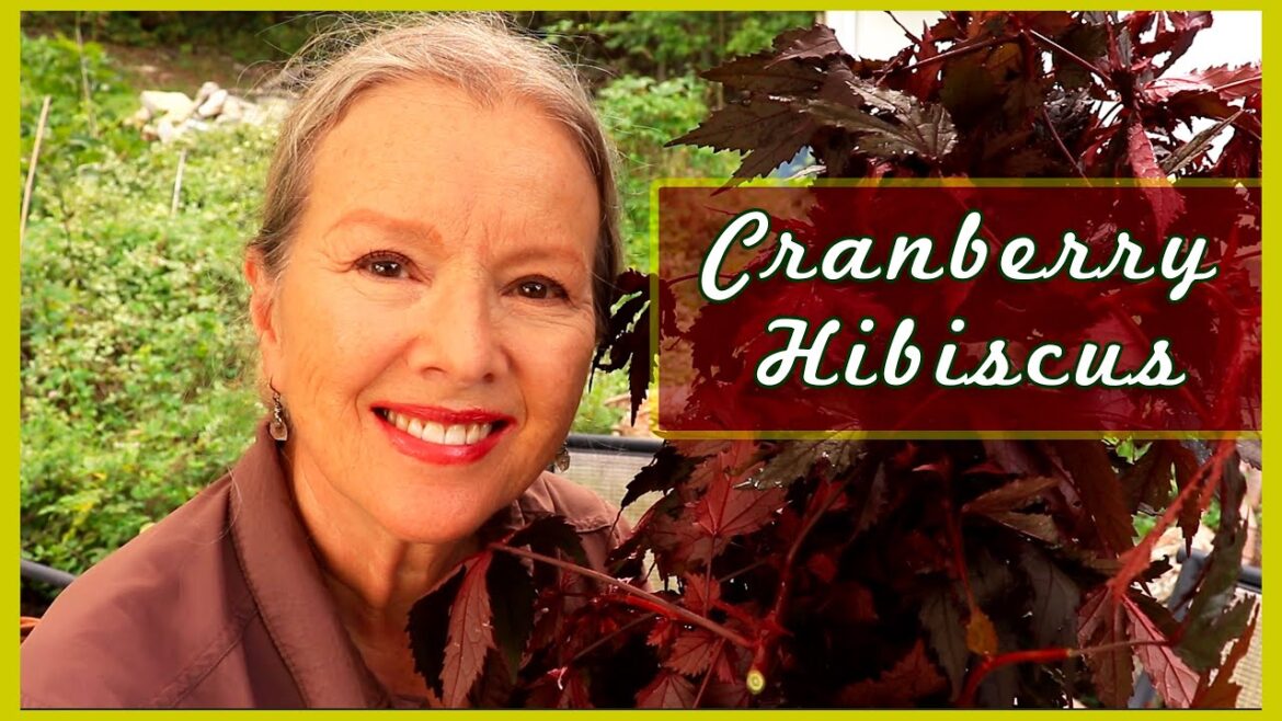 Why you should grow CRANBERRY HIBISCUS + How to propagate!