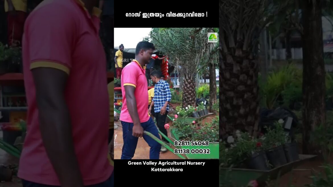 വെറൈറ്റി റോസ് വെറും 20 രൂപക്ക് വാങ്ങാം ,ഇത് ചെടികളുടെ ഹൈപ്പർമാർക്കറ്റ് Green Valley ,Kottarakkara വെറൈറ്റി റോസ് വെറും 20 രൂപക്ക് വാങ്ങാം ,ഇത് ചെടികളുടെ ഹൈപ്പർമാർക്കറ്റ് Green Valley ,Kottarakkara