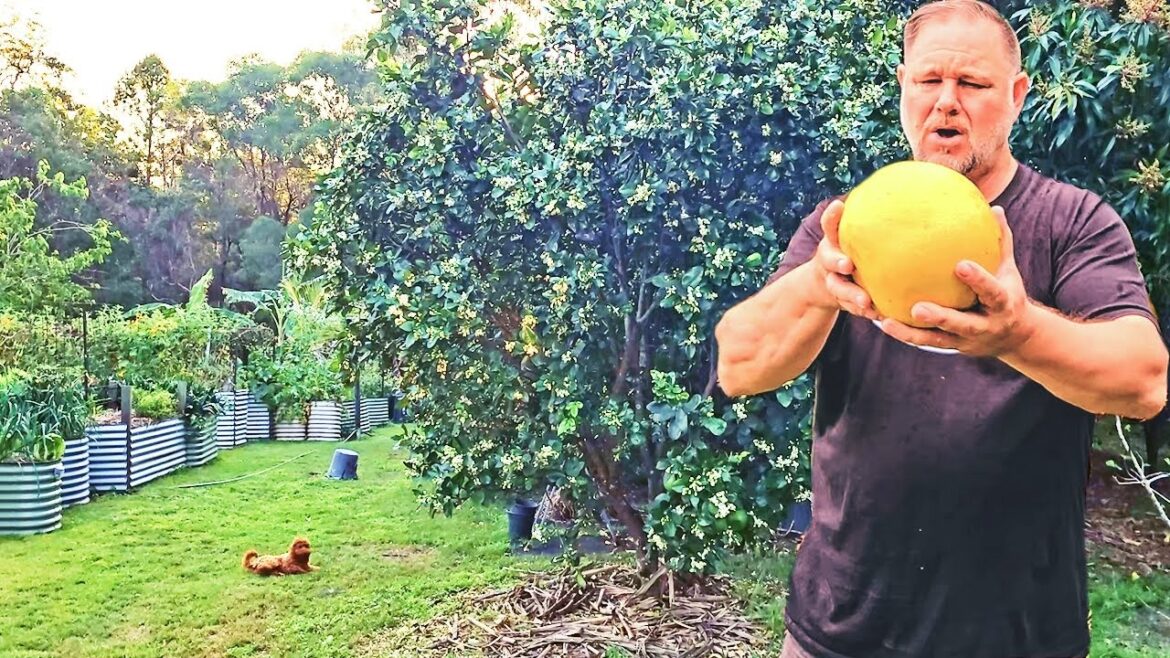 EASY to Grow GOOD for You & the WHOLE Fruit is Edible! EASY to Grow GOOD for You & the WHOLE Fruit is Edible!