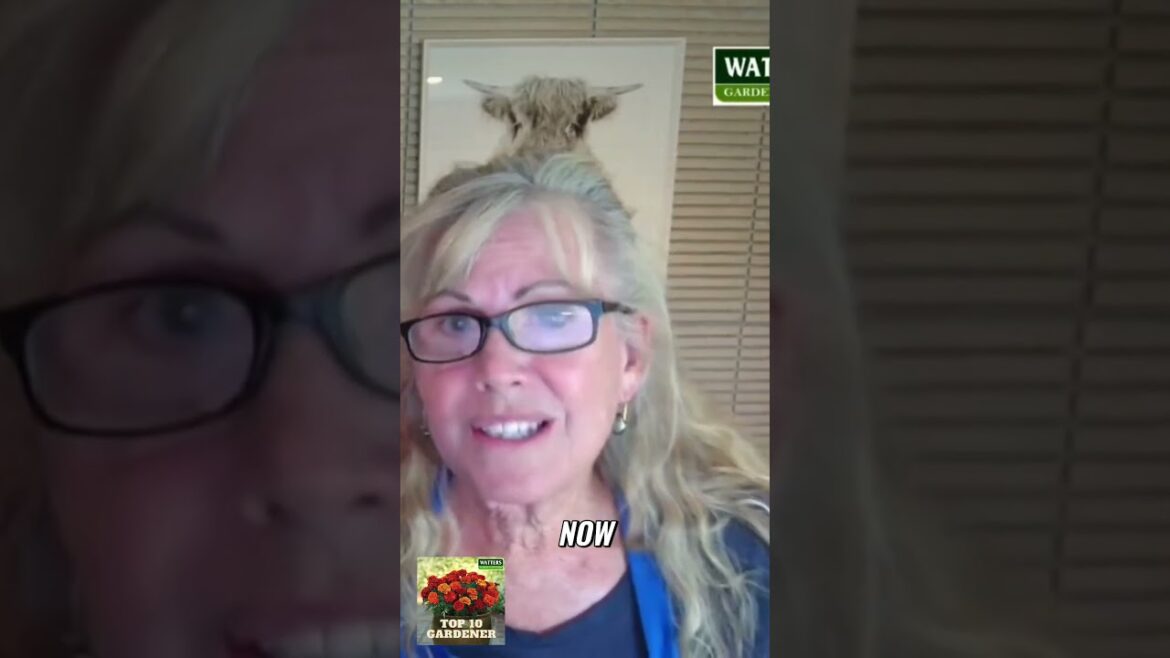 Best Time to Plant Fall Veggies  Tips from Waters Garden Center