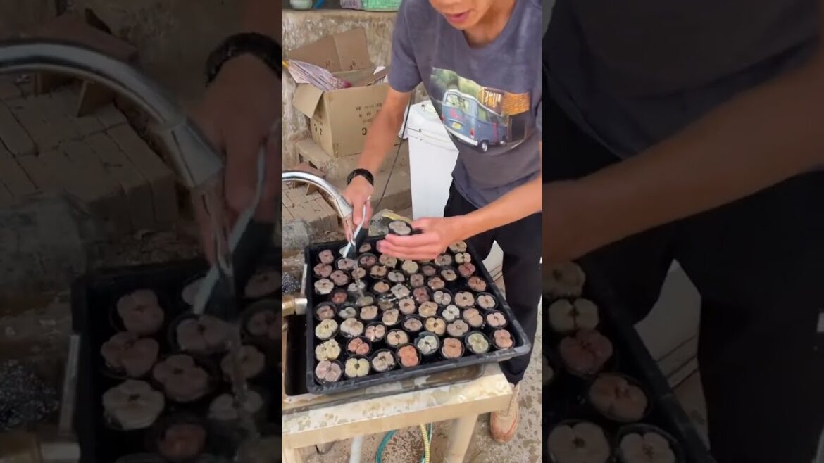 Breaking Garden Trends 🌿 See What’s Shaping the Future of Botany!” Breaking Garden Trends 🌿 See What’s Shaping the Future of Botany!"