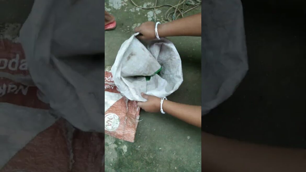 Homemade growbag #growbag #handmade #homemade #plants #garden #bittergourd #trending#shorts#reuse#sr